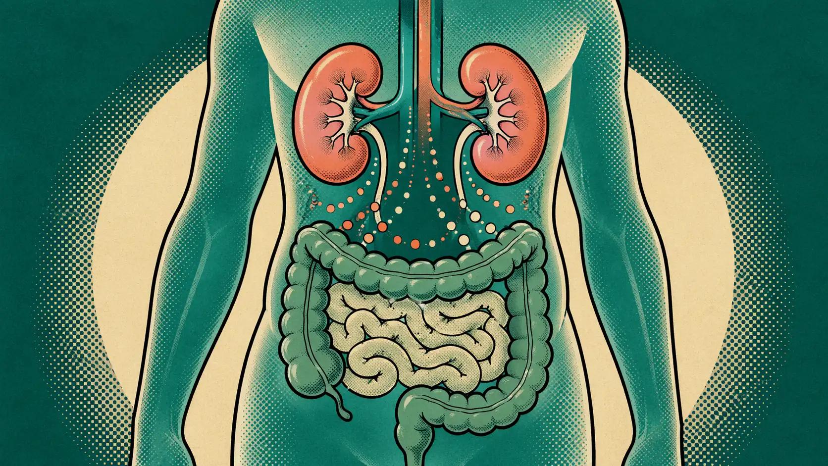 Editorial illustration showing the digestive tract and kidneys connected through systemic signaling.