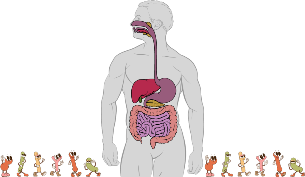 gut-liver axis-dybiosis-gut microbiota
