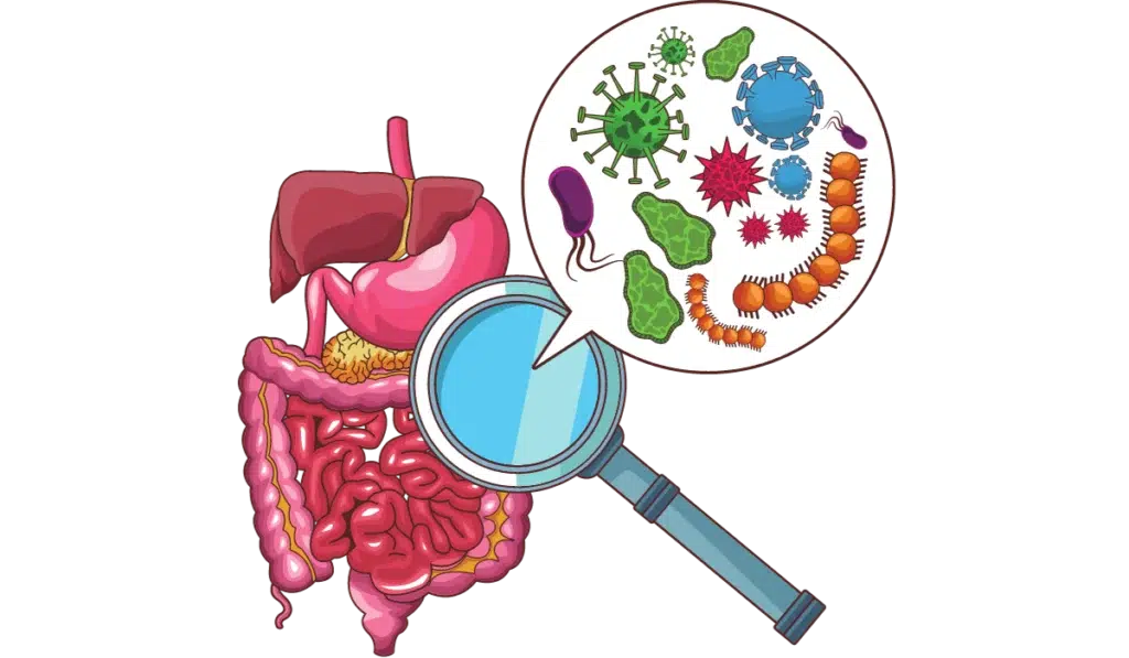 prebiotics-probiotics-synbiotics