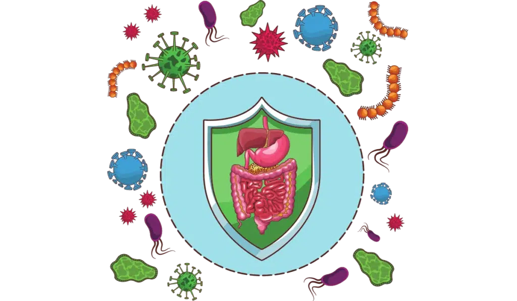 prebiotics-probiotics-synbiotics