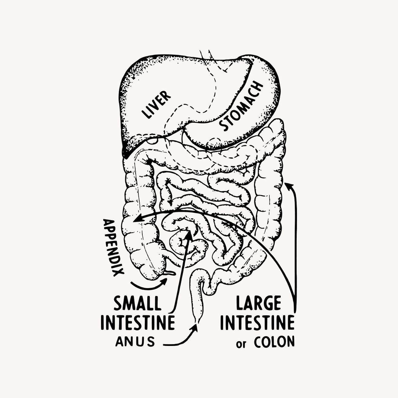 gut-brain-axis-microbiota-MGB