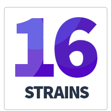 16 strains