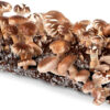 Organic Shiitake Mushroom Kit