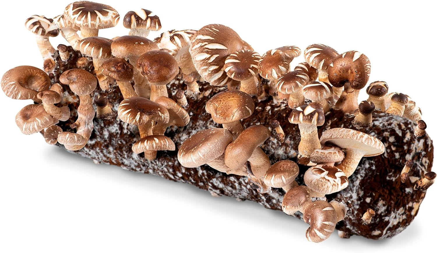 Organic Shiitake Mushroom Kit Ultimate Homegrown Delight