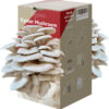Organic Oyster Mushroom Grow Kit