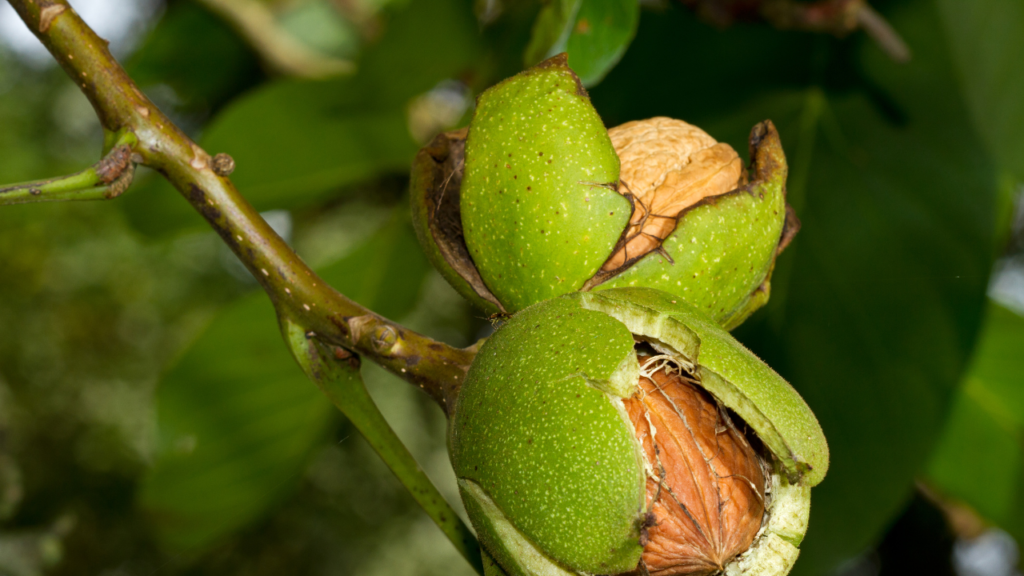 Facts Why Walnut is a Top Sustainable Plant Protein Source