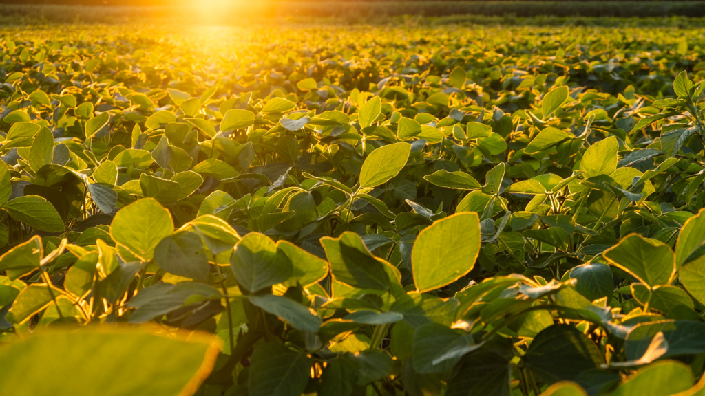 Soybean: Best Vegan Protein-Rich Food for Gut Health