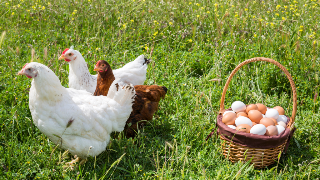 Surprising Health Benefits of Organic Eggs Revealed