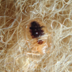 Bed bug bite information