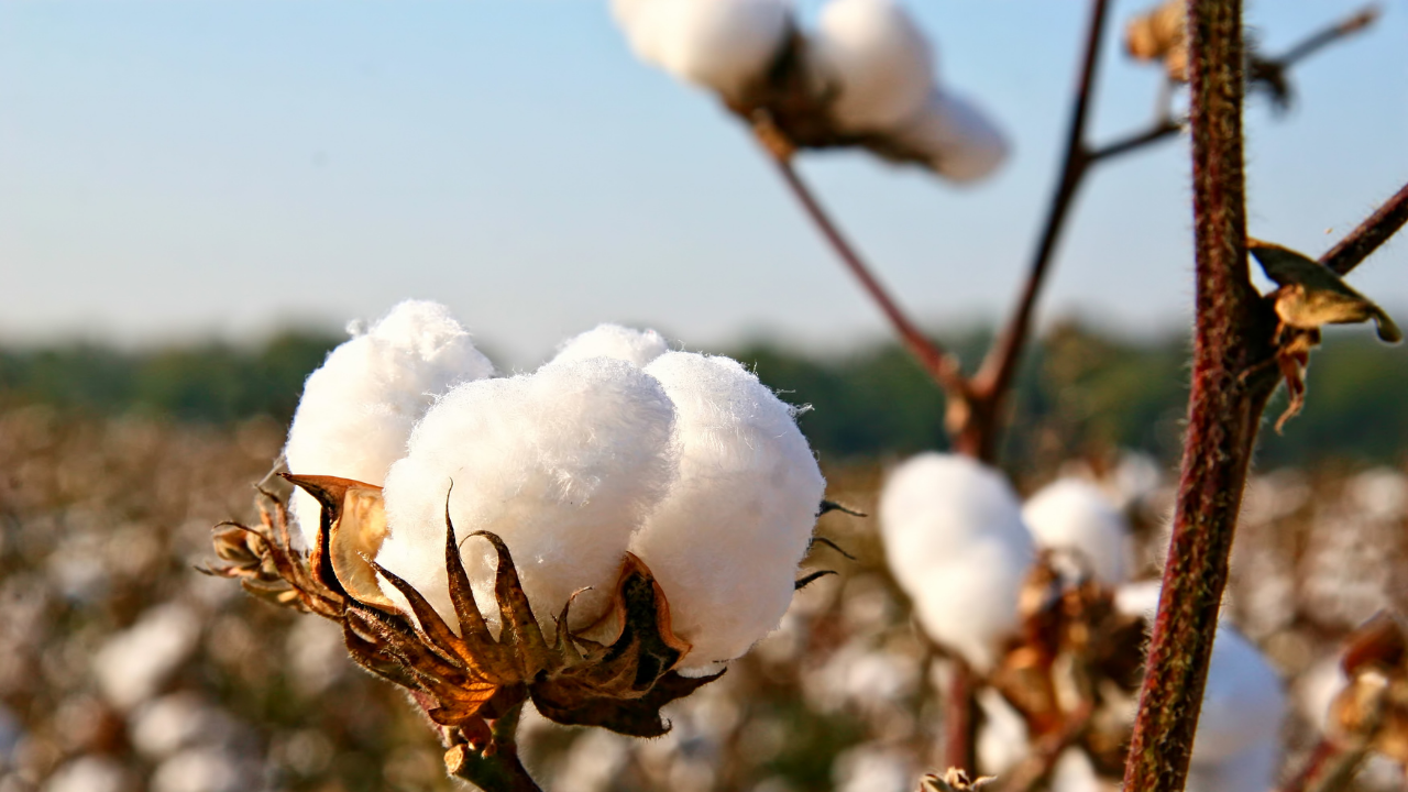 Organic cotton benefits